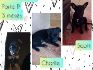 Cachorro raça SRD idade 2 a 6 meses nome Jimmy, Charlie, scot