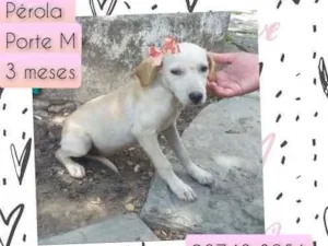 Cachorro raça SRD idade 2 a 6 meses nome Pérola 