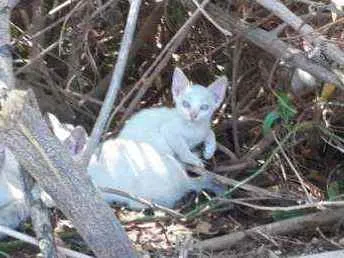 Gato ra a Srd idade Abaixo de 2 meses nome Floquinha
