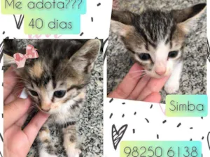 Gato raça SRD idade Abaixo de 2 meses nome Simba e Nala