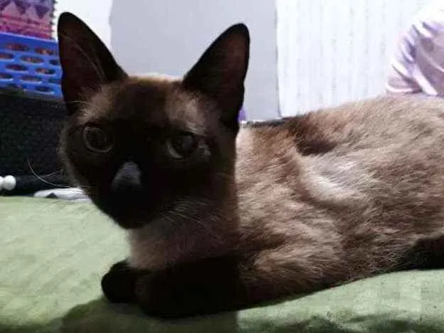 Gato ra a Siamesa idade 2 a 6 meses nome Lara