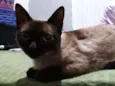 Lara
