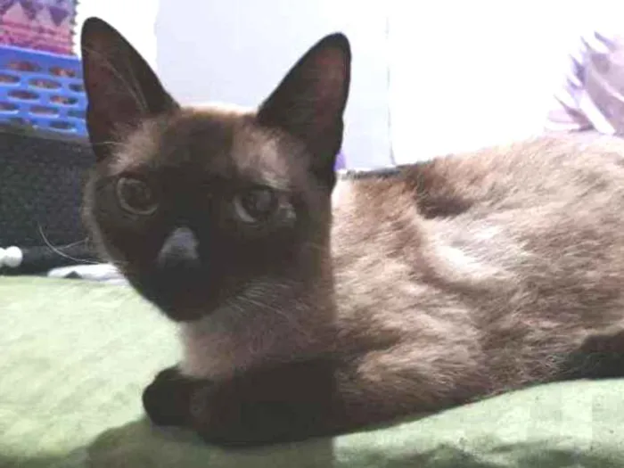 Gato ra a Siamesa idade 2 a 6 meses nome Lara