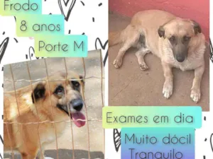 Cachorro raça SRD idade 6 ou mais anos nome Frodo