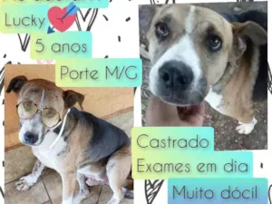 Cachorro raça SRD idade 5 anos nome Lucky