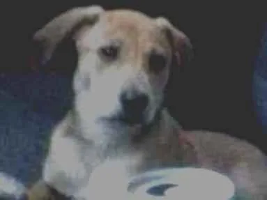 Cachorro ra a Viralata idade 2 a 6 meses nome Spaike