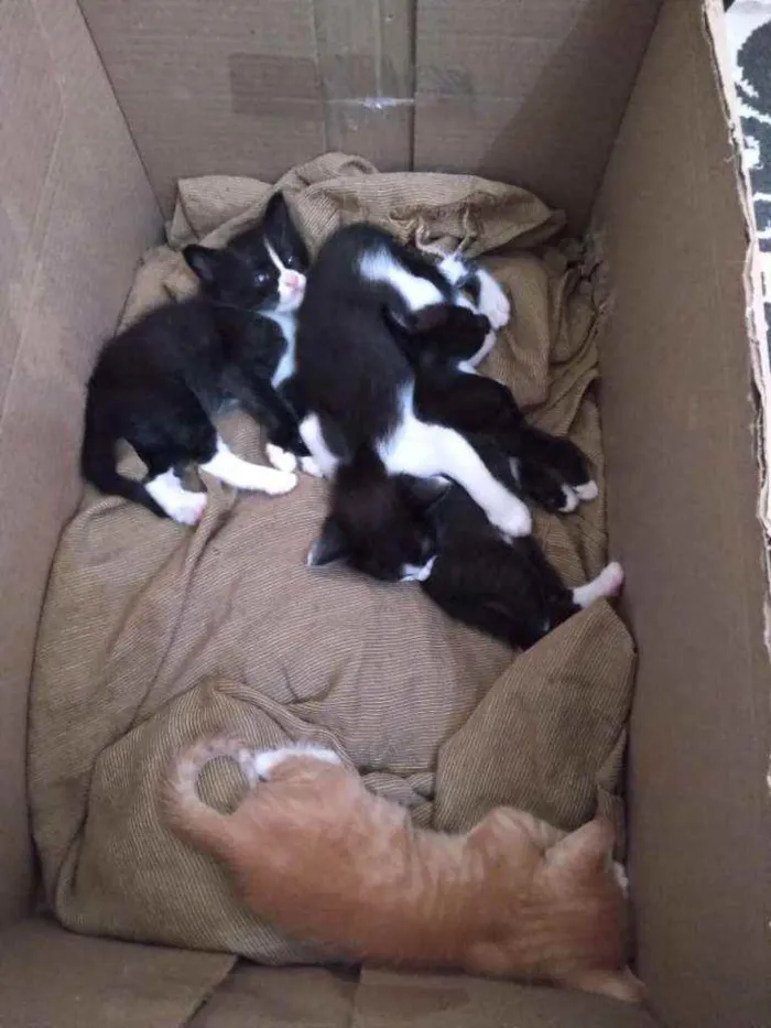 Gato ra a Srd idade Abaixo de 2 meses nome Frajolinha