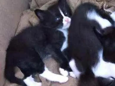 Gato ra a Srd idade Abaixo de 2 meses nome Frajolinha
