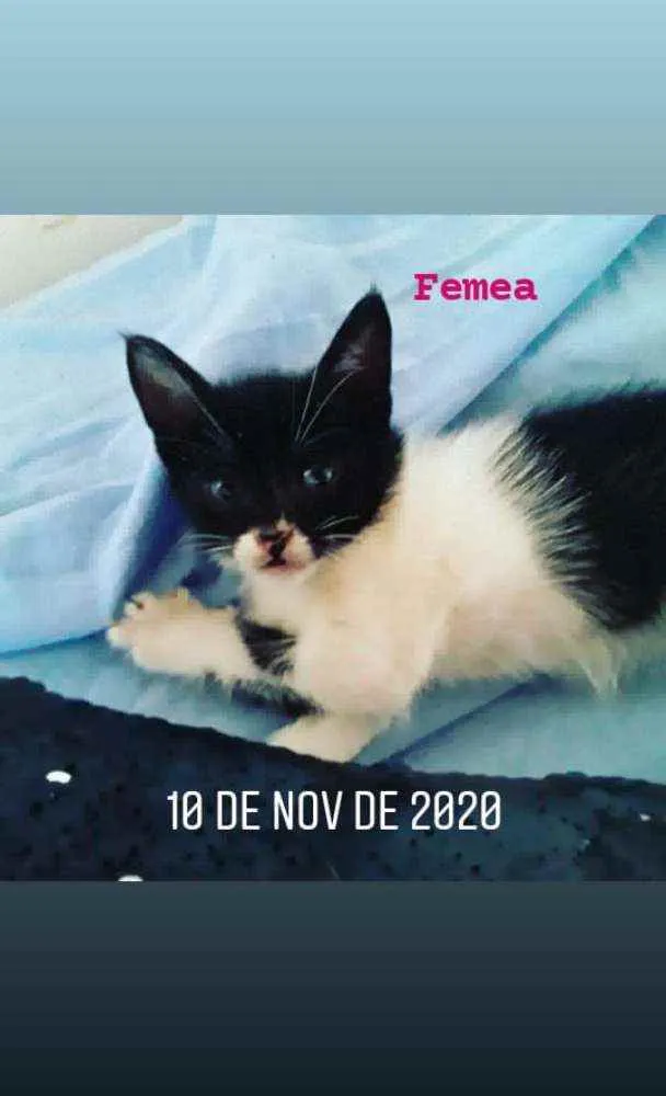 Gato ra a Indefinida  idade Abaixo de 2 meses nome Filhotinhos 