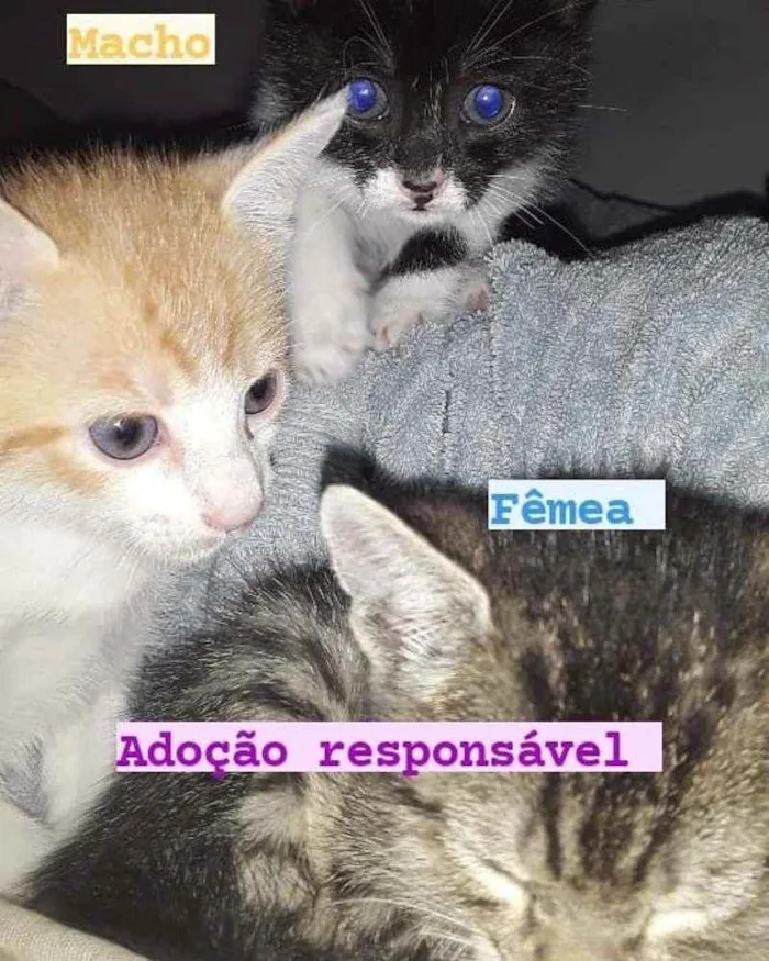 Gato ra a Indefinida  idade Abaixo de 2 meses nome Filhotinhos 