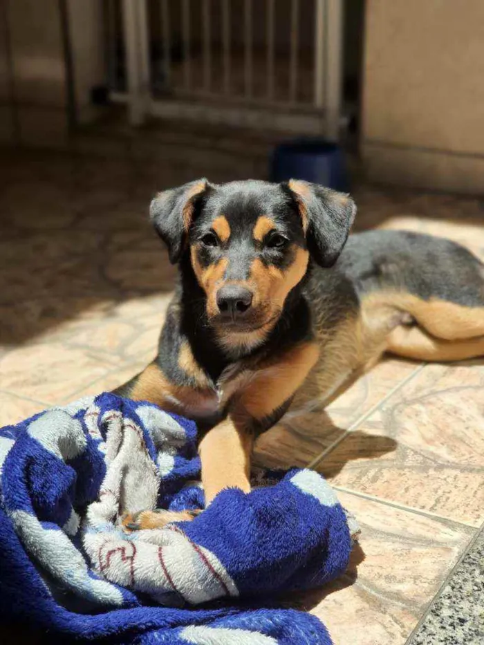 Cachorro ra a SRD  idade 7 a 11 meses nome Scooby
