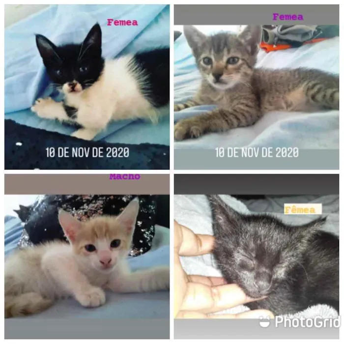 Gato ra a Indefinida  idade Abaixo de 2 meses nome Filhotinhos 