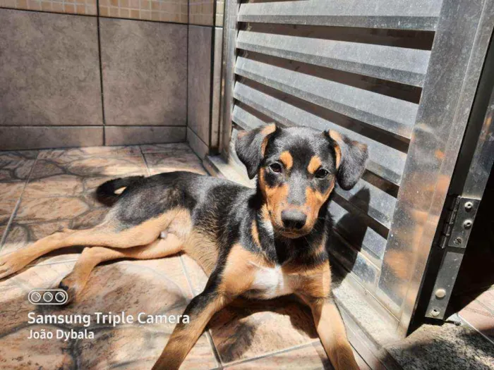 Cachorro ra a SRD  idade 7 a 11 meses nome Scooby