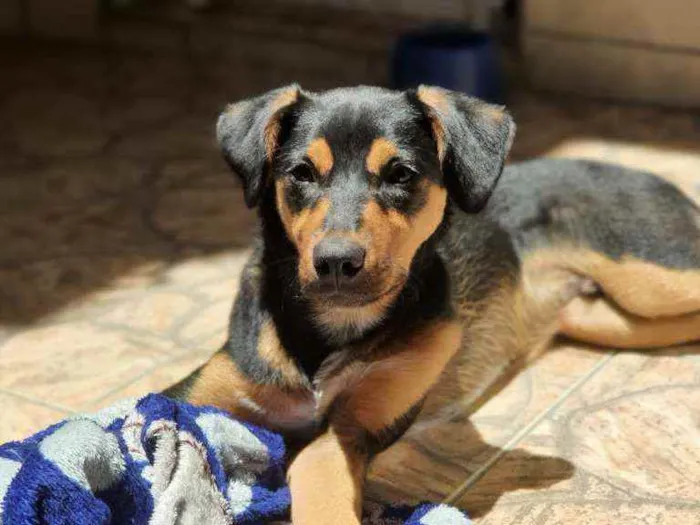 Cachorro ra a SRD  idade 7 a 11 meses nome Scooby