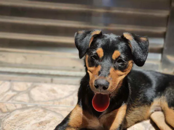 Cachorro ra a SRD  idade 7 a 11 meses nome Scooby