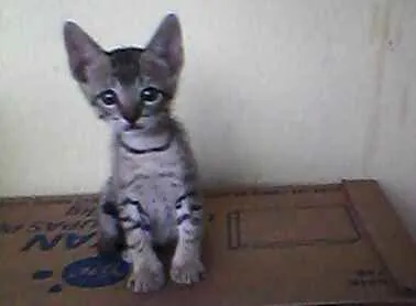 Gato raça Não importa idade 2 a 6 meses nome Sem nome 