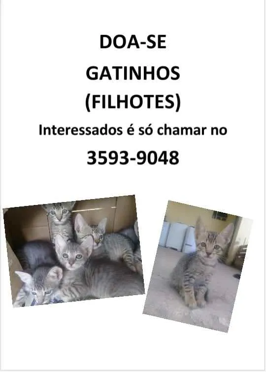 Gato raça Não importa idade 2 a 6 meses nome Sem nome 