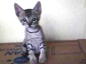 Gato raça Não importa idade 2 a 6 meses nome Sem nome 