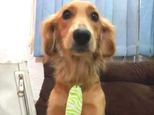 Cachorro raça Indefinida idade 1 ano nome Spok