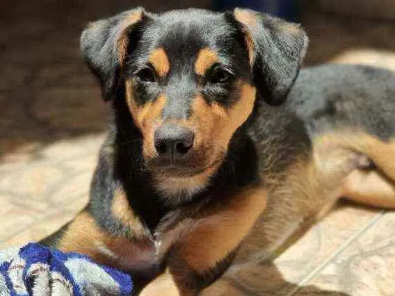 Cachorro ra a SRD  idade 7 a 11 meses nome Scooby