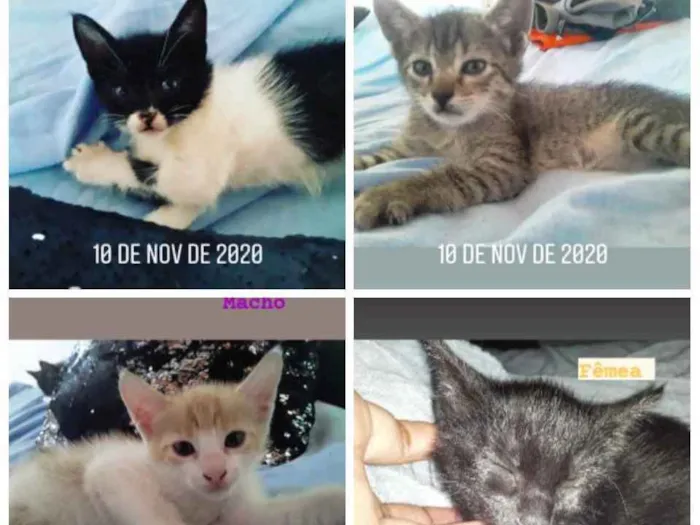 Gato ra a Indefinida  idade Abaixo de 2 meses nome Filhotinhos 