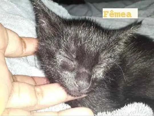 Gato ra a Indefinida  idade 2 a 6 meses nome Pretinha 