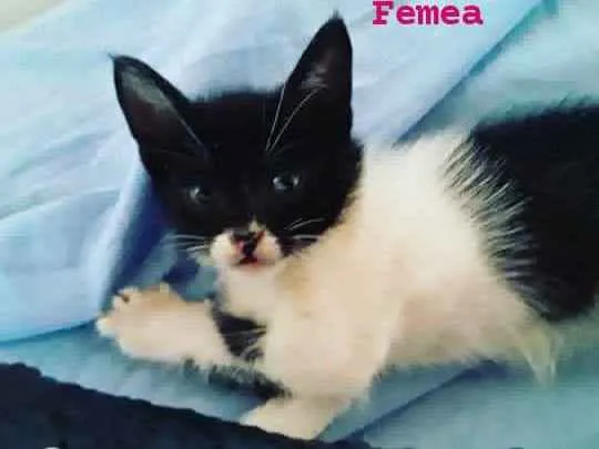 Gato ra a Indefinida  idade 2 a 6 meses nome Mel