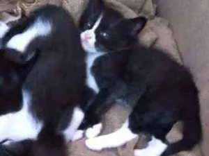 Gato raça Srd idade Abaixo de 2 meses nome Frajolinha