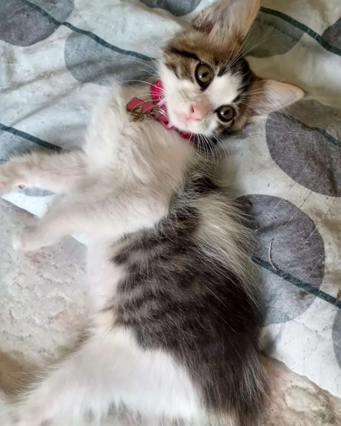 Gato ra a SRD-ViraLata idade Abaixo de 2 meses nome Ana Júlia