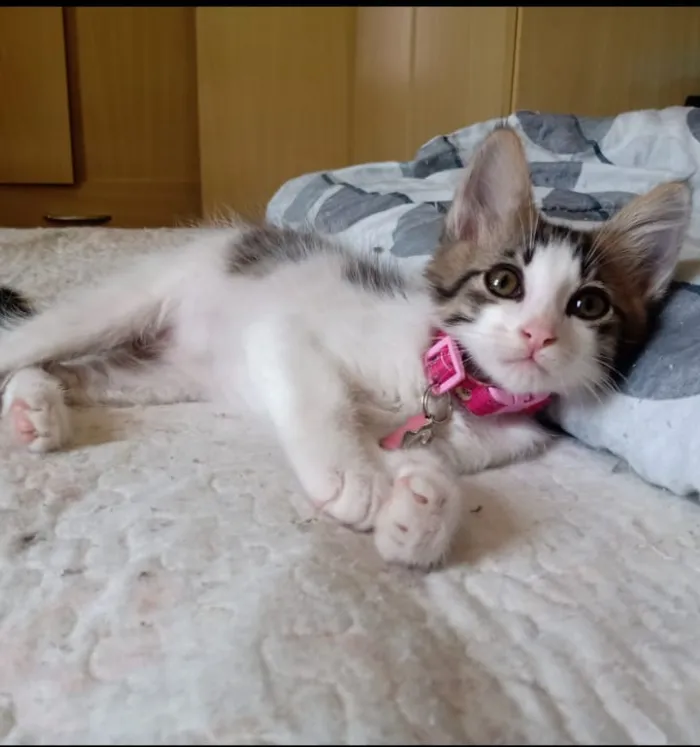 Gato ra a SRD-ViraLata idade Abaixo de 2 meses nome Ana Júlia