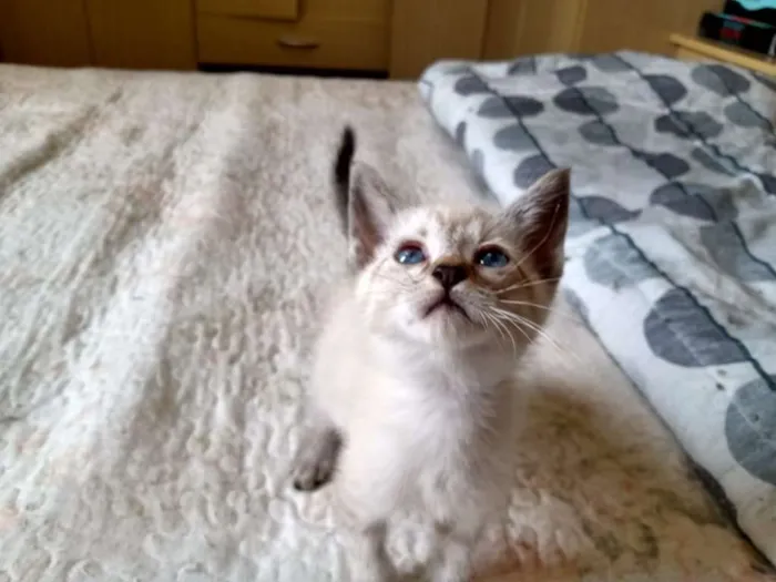 Gato ra a SRD-ViraLata idade Abaixo de 2 meses nome Gabriel