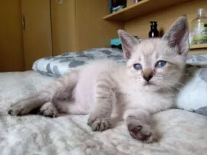 Gato raça SRD-ViraLata idade Abaixo de 2 meses nome Gabriel