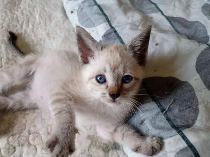 Gato ra a SRD-ViraLata idade Abaixo de 2 meses nome Gabriel