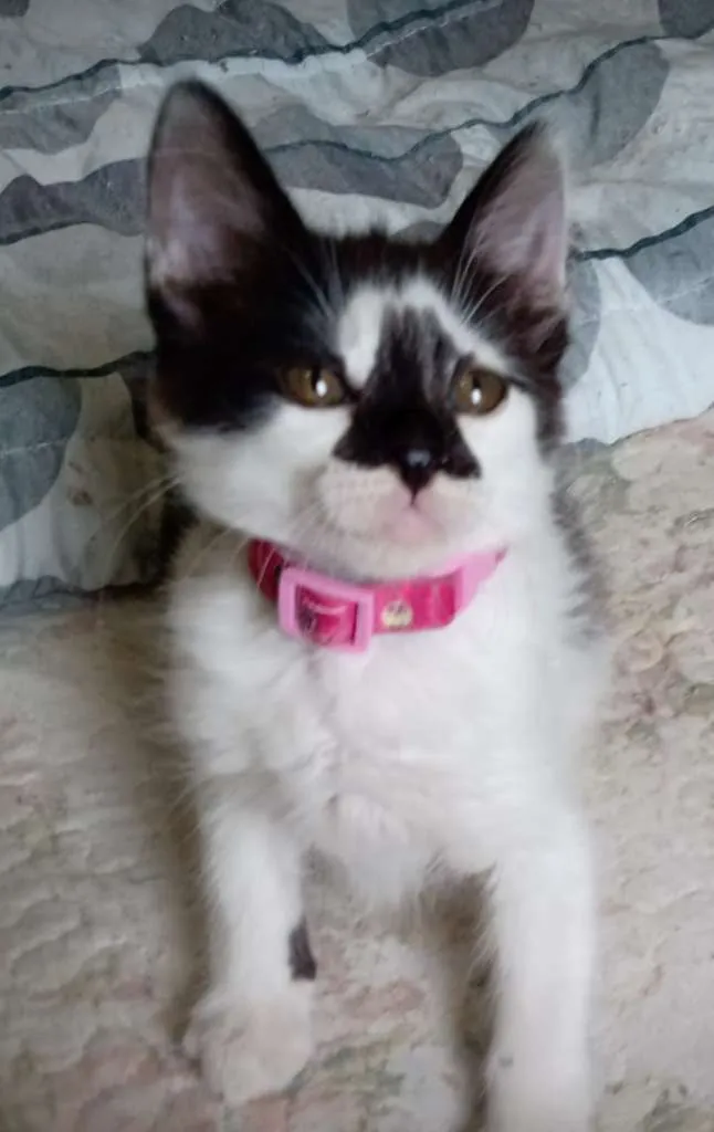 Gato ra a SRD-ViraLata idade Abaixo de 2 meses nome Milena