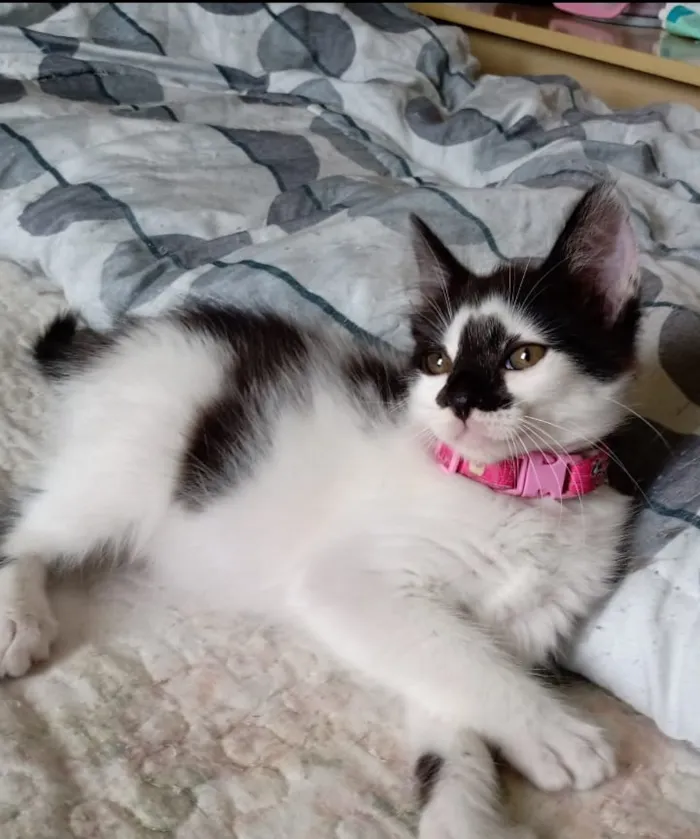 Gato ra a SRD-ViraLata idade Abaixo de 2 meses nome Milena