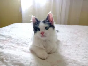 Gato raça SRD-ViraLata idade Abaixo de 2 meses nome Bruce