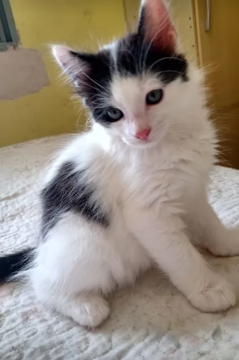 Gato ra a SRD-ViraLata idade Abaixo de 2 meses nome Bruce