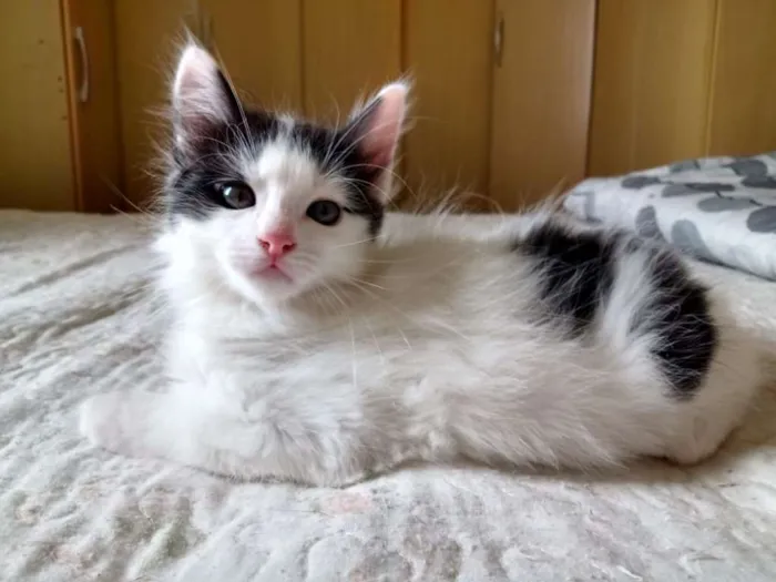 Gato ra a SRD-ViraLata idade Abaixo de 2 meses nome Bruce