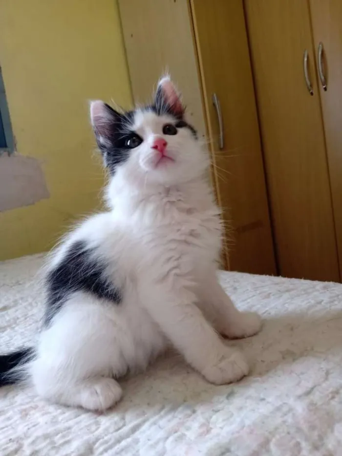 Gato ra a SRD-ViraLata idade Abaixo de 2 meses nome Bruce