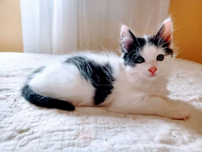 Gato ra a SRD-ViraLata idade Abaixo de 2 meses nome Bruce
