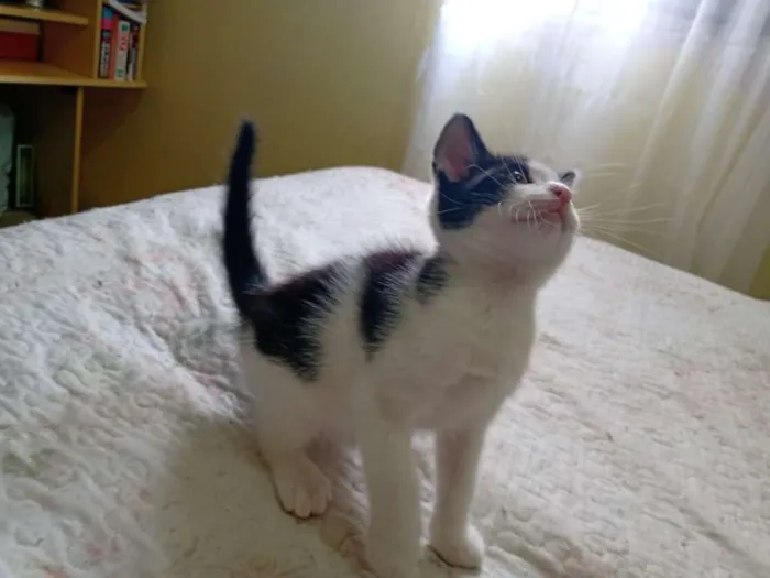 Gato raça SRD-ViraLata idade Abaixo de 2 meses nome Frederico