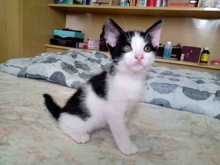Gato raça SRD-ViraLata idade Abaixo de 2 meses nome Frederico