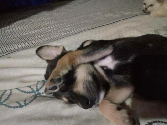 Cachorro raça Srd idade 2 a 6 meses nome Caramelo