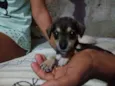 Caramelo