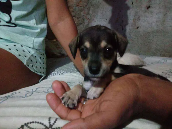 Cachorro raça Srd idade 2 a 6 meses nome Caramelo