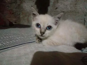 Gato raça Siames idade 2 a 6 meses nome Fiona
