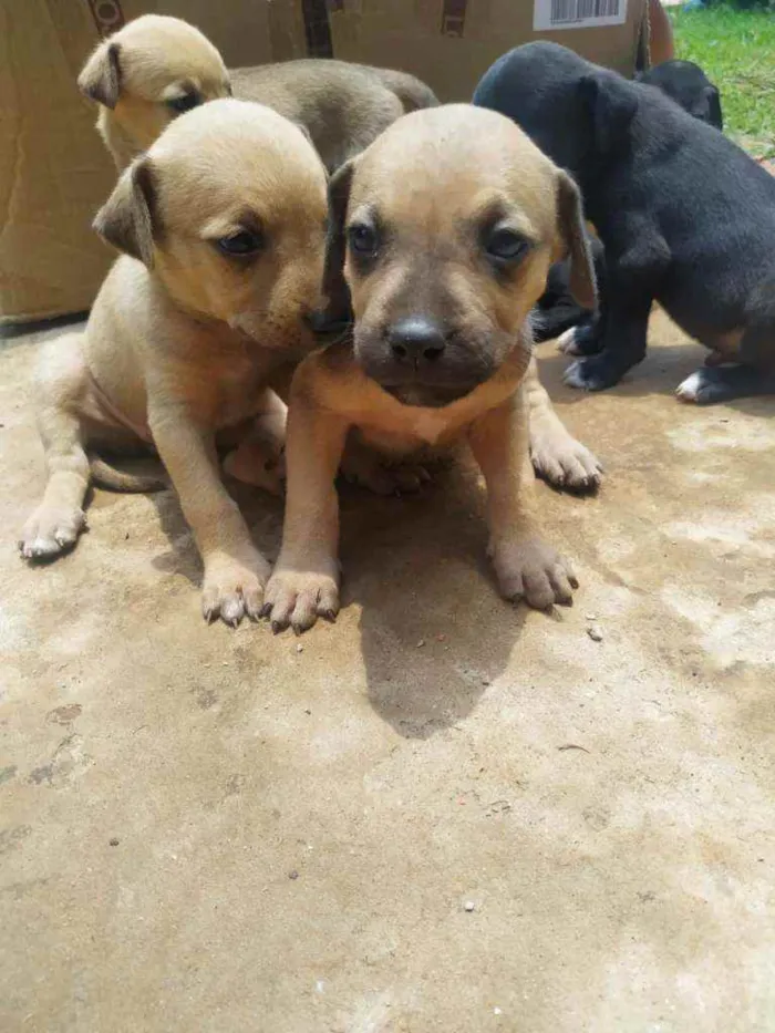 Cachorro ra a Mestiço de fila idade Abaixo de 2 meses nome Sem nome
