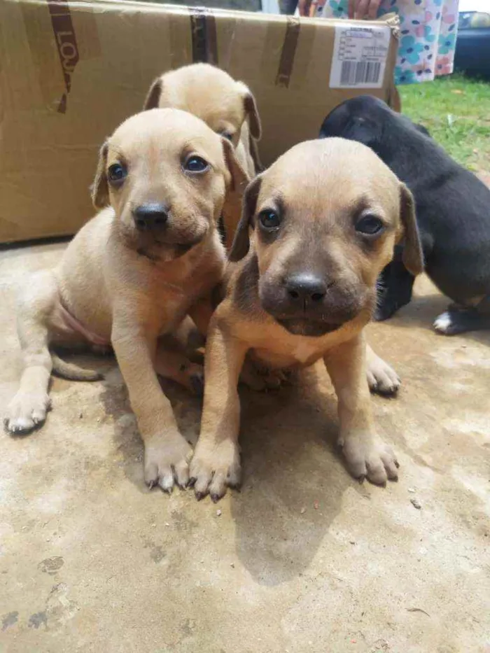 Cachorro ra a Mestiço de fila idade Abaixo de 2 meses nome Sem nome