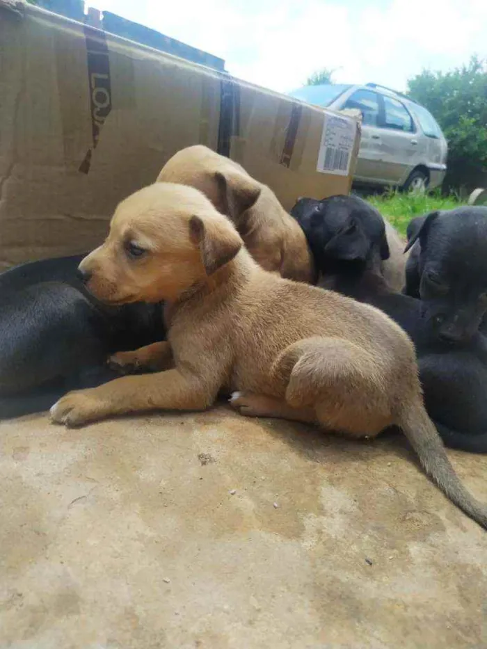 Cachorro ra a Mestiço de fila idade Abaixo de 2 meses nome Sem nome