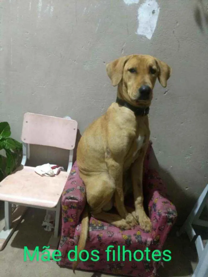 Cachorro ra a Mestiço de fila idade Abaixo de 2 meses nome Sem nome